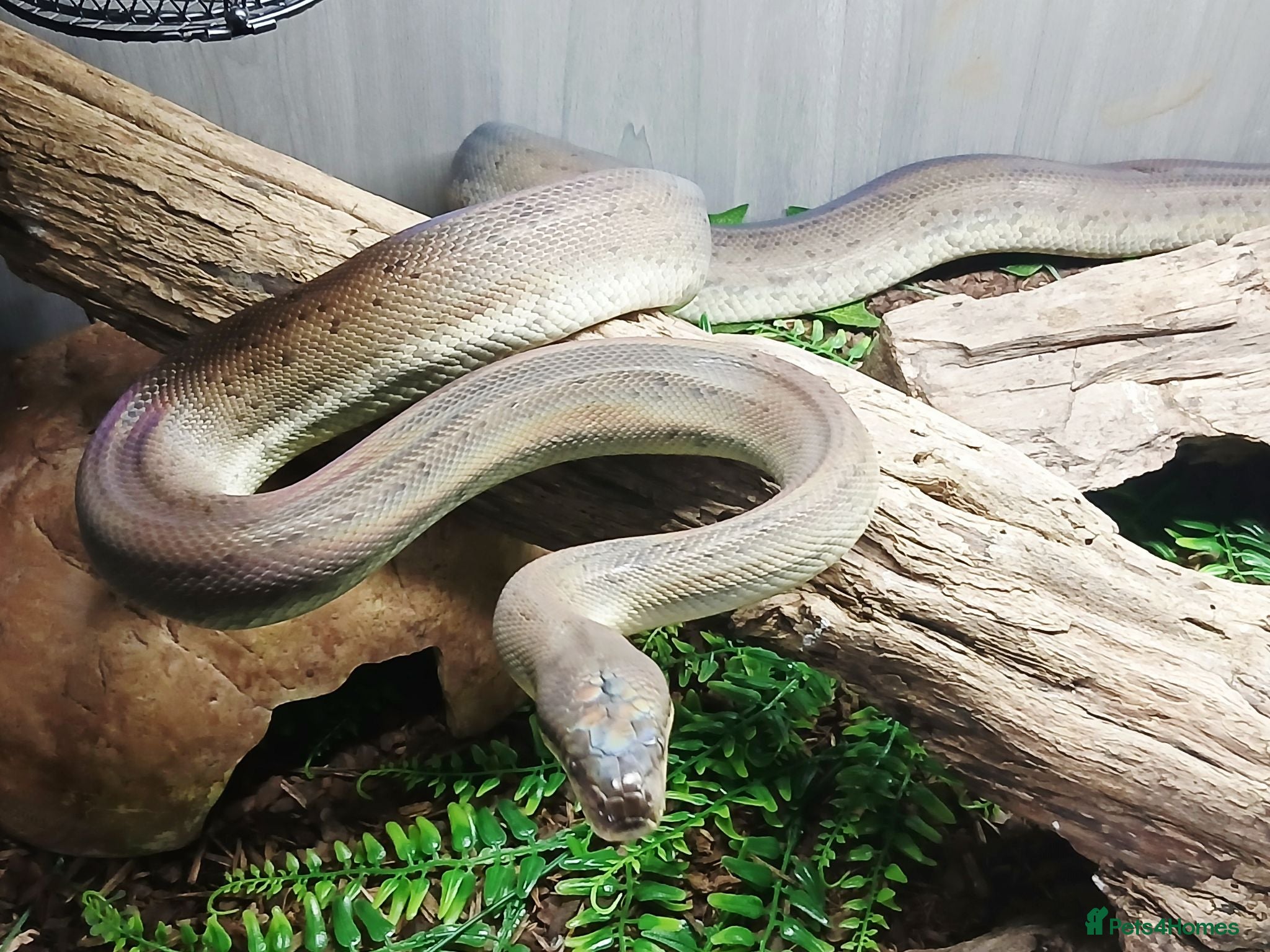 Python Snake reptiles Liasis Mackloti (Macklots Python)  - Advert 2