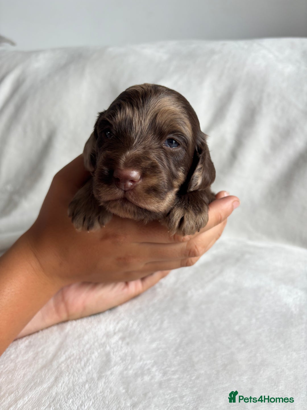 Cockapoo dogs for sale: F1 COCKAPOO  - Image 12