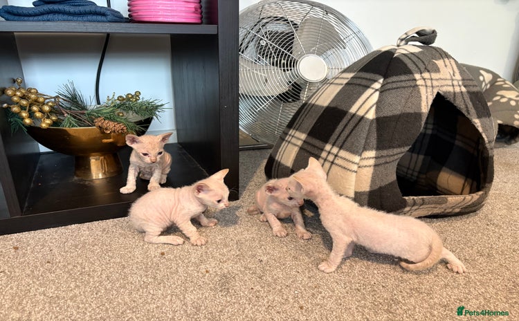Sphynx cats - Advert 11