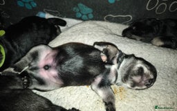 Miniature Schnauzer dogs for sale: Charming Mini Schnauzers with KC registration - Image 5
