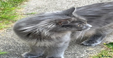 Maine Coon cats in Watford - Advert 4