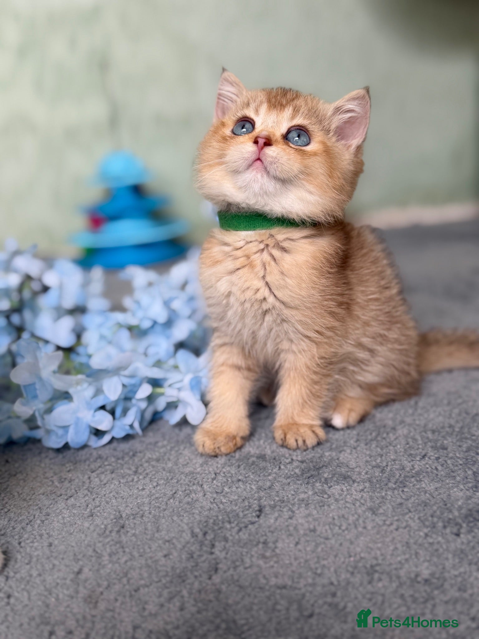 British Shorthair cats British sh odd/blue eyed adorable kittens GCCF  - Advert 7