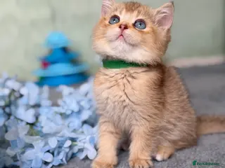 British Shorthair cats British sh odd/blue eyed adorable kittens GCCF - Advert 4
