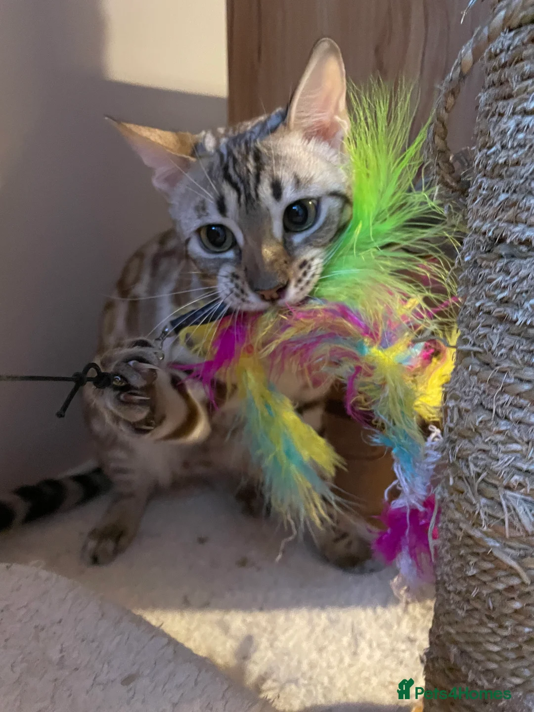 Bengal cats for sale: Outstanding pedigree Bengals - Advert 31