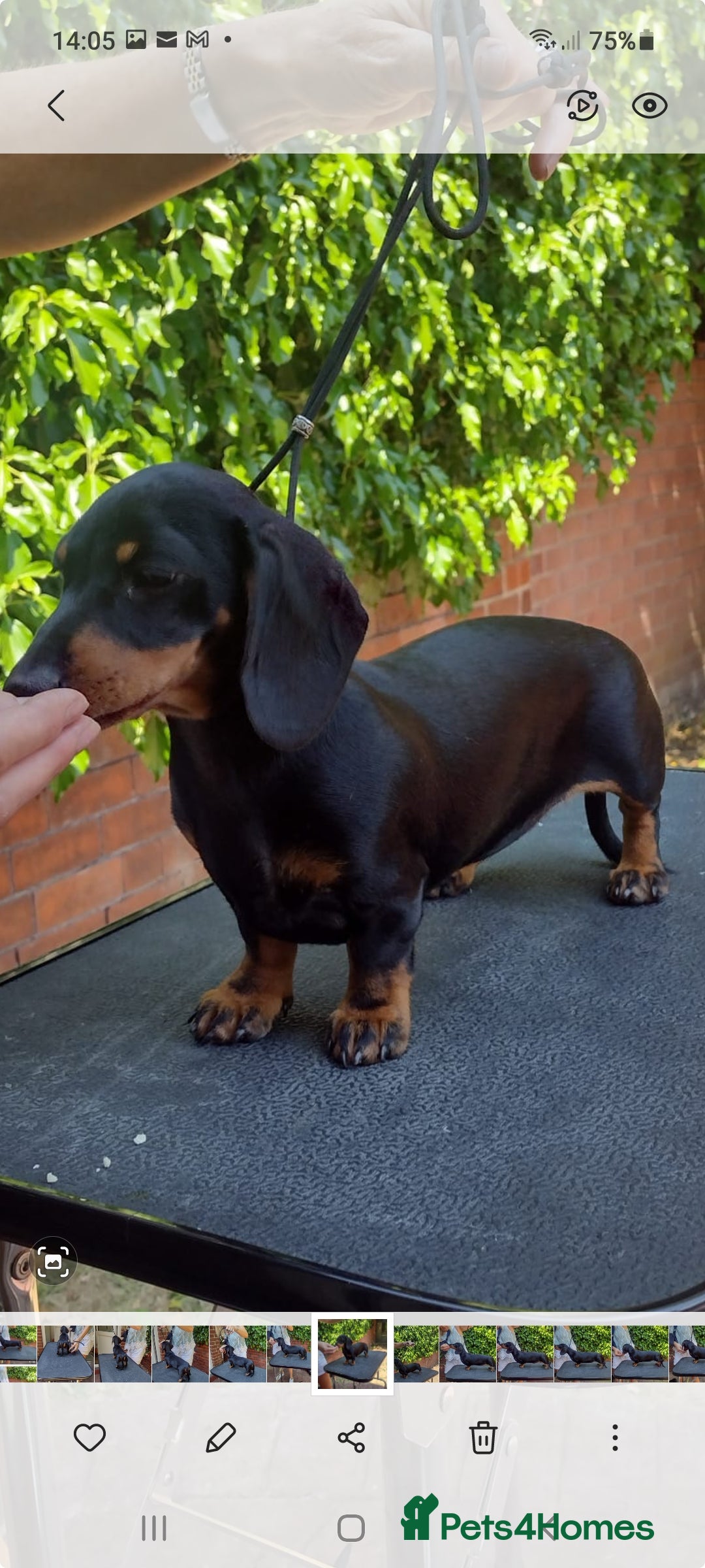 Dachshund dogs for stud: Stud dog - Image 16