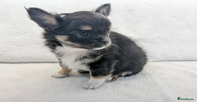 Chihuahua dogs - Advert 8
