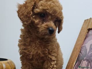 Cavapoo dogs Gorgeous Little Cavapoo Puppy - Advert 5