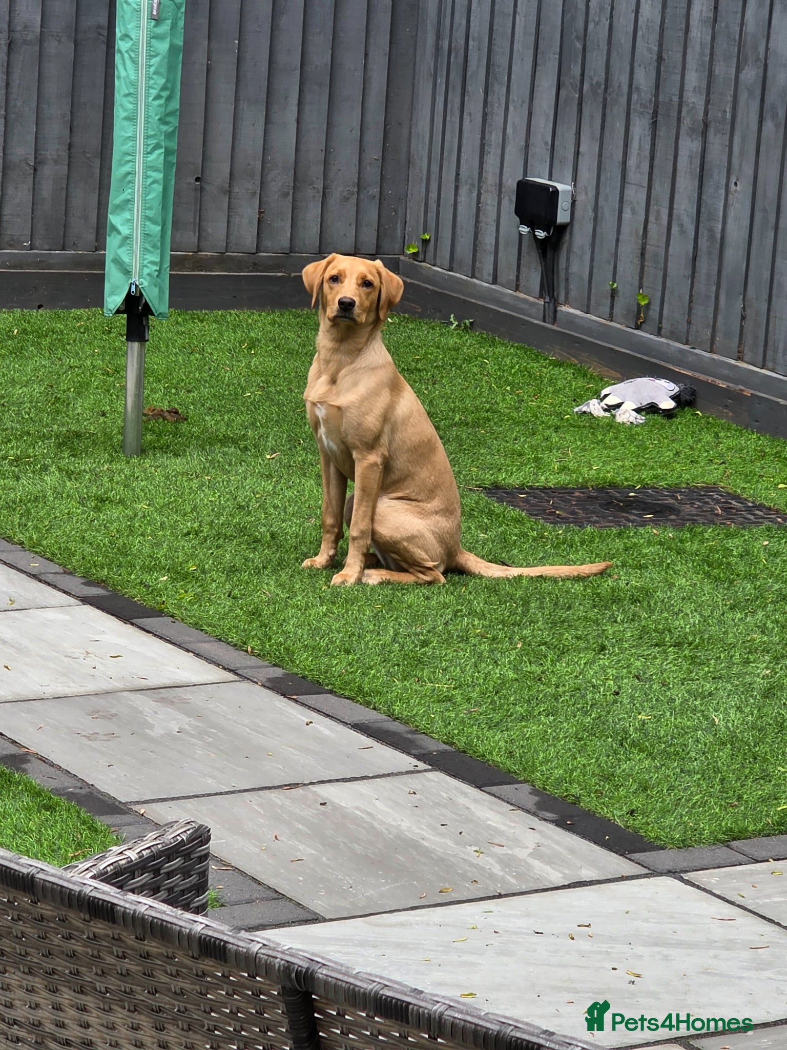 Labrador Retriever dogs Labrador retriever puppy 6 months old girl - Advert 13