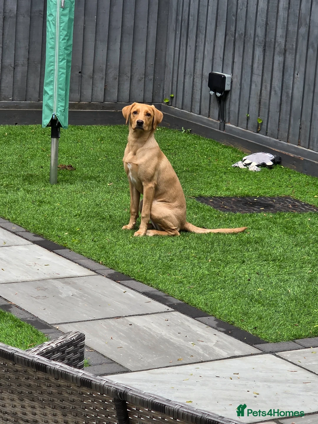 Labrador Retriever dogs for sale: Labrador retriever puppy 6 months old girl in Aylesbury - Advert 1