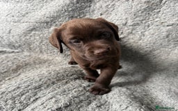 Labrador Retriever dogs for sale: Chunky Chocolate Girls Looking 4 Forever Families - Image 2