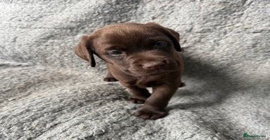 Labrador Retriever dogs - Advert 9