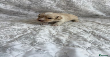 Maltipoo dogs - Advert 5