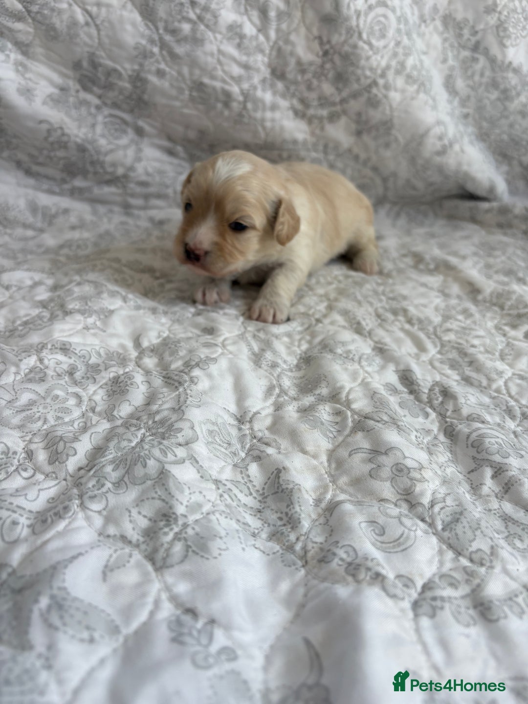 Maltipoo dogs for sale: 🤩 4 stunning male F1 Maltipoo 🤩 - Image 15