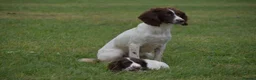English Springer Spaniel dogs for sale: Working English springer spaniels  - Advert 24