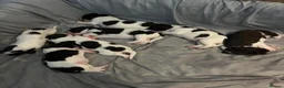 English Springer Spaniel dogs for sale: Gorgeous Family-Raised Springer Spaniel Puppies - Advert 20