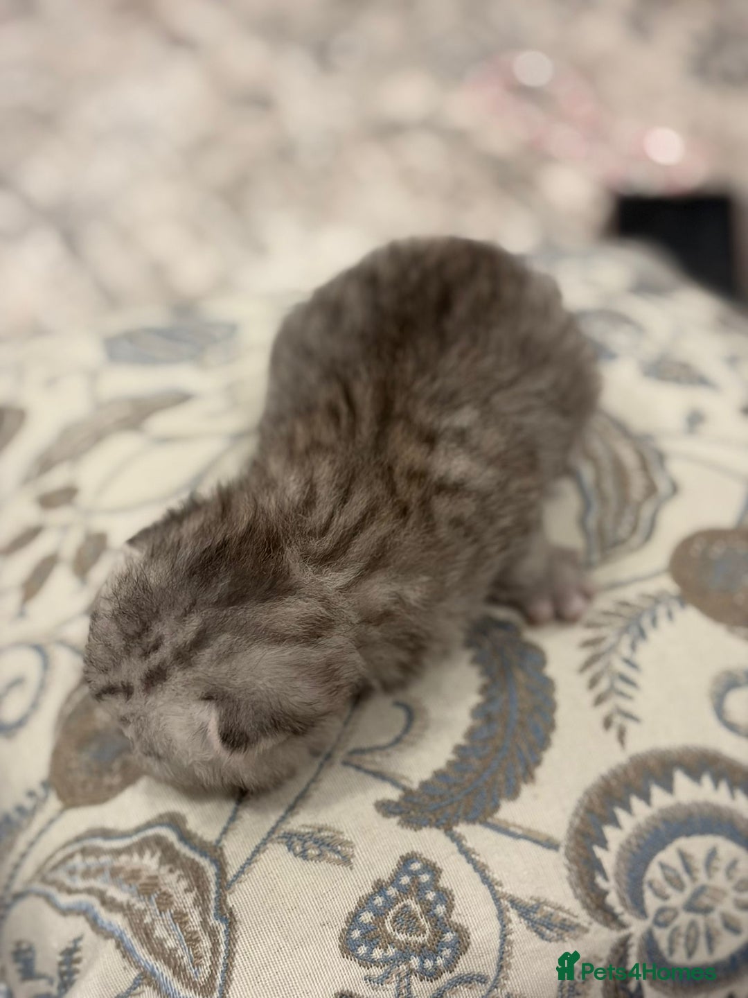 Persian cats for sale: PERSIAN KITTENS FOR SALE - Advert 9