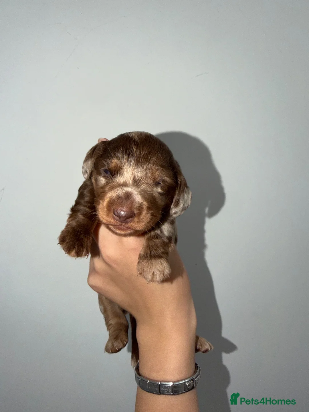Miniature Dachshund dogs for sale: Gorgeous kc registered miniature dachshunds 🎃🖤 in Market Drayton - Advert 2