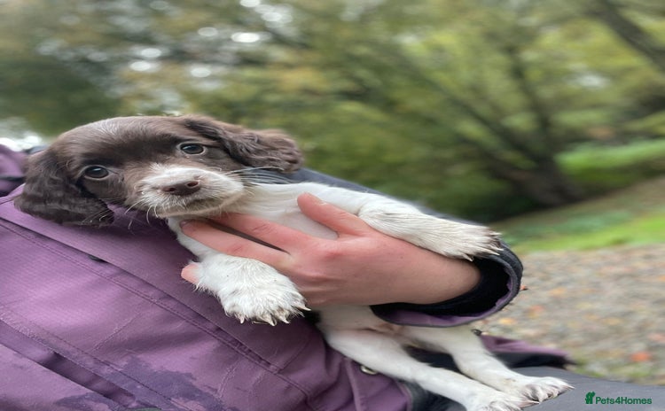 English Springer Spaniel dogs - Advert 3