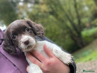 English Springer Spaniel dogs - Advert 1