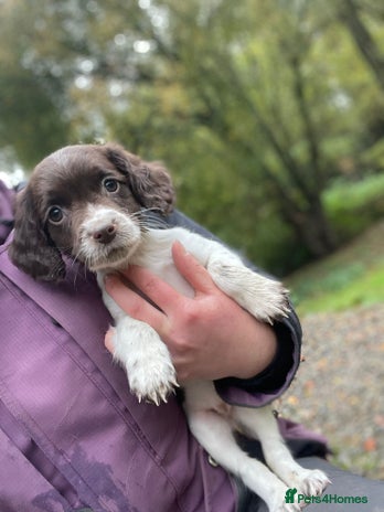 English Springer Spaniel dogs - Advert 3