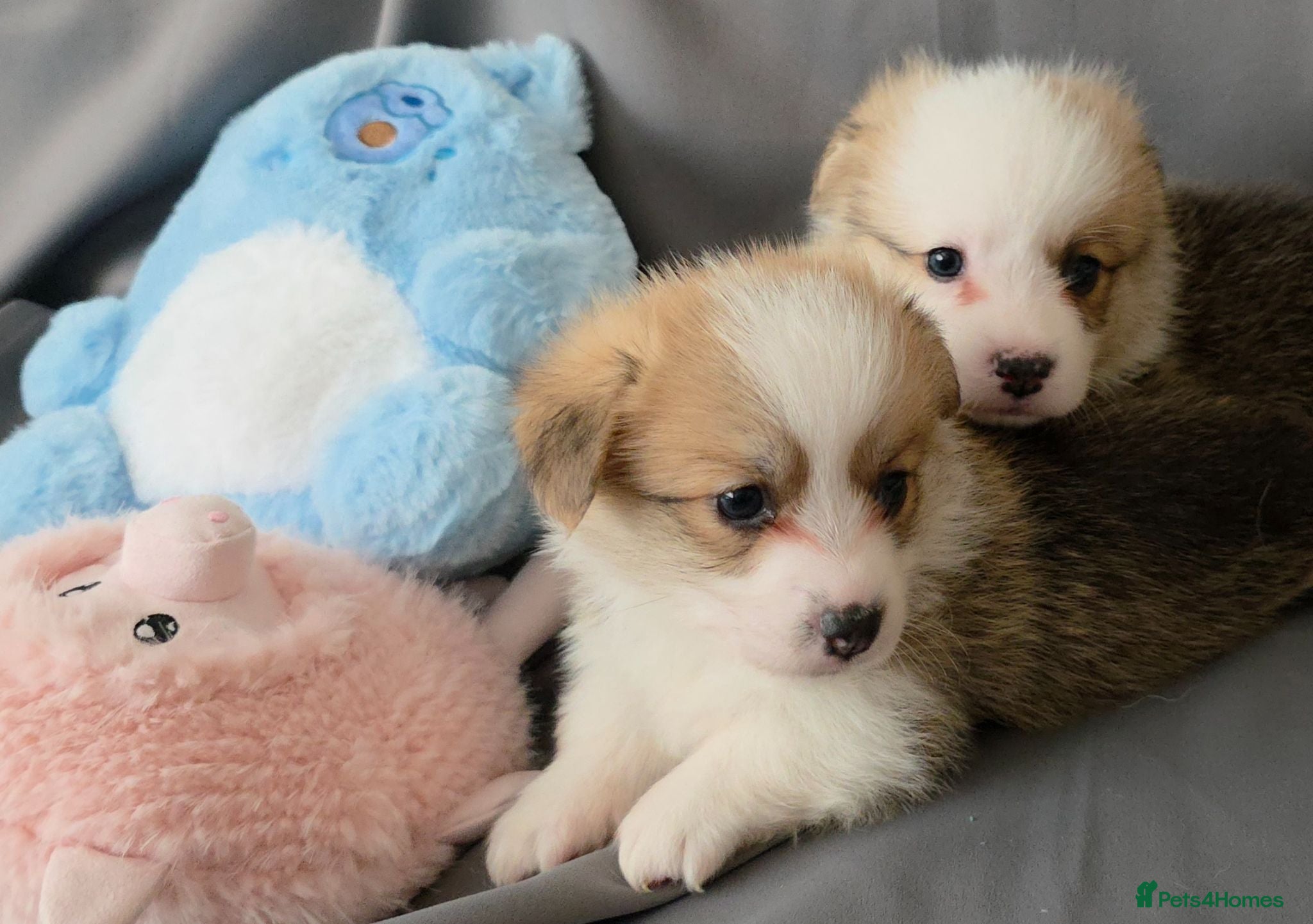 Welsh Corgi Pembroke dogs Corgi Puppies for Loving Homes – 1 Male, 1 Females - Advert 10