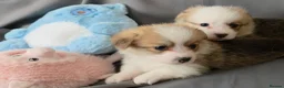 Welsh Corgi Pembroke dogs for sale: Corgi Puppies for Loving Homes – 1 Male, 1 Females - Advert 5