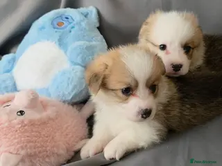 Welsh Corgi Pembroke dogs Corgi Puppies for Loving Homes – 1 Male, 1 Females - Advert 10
