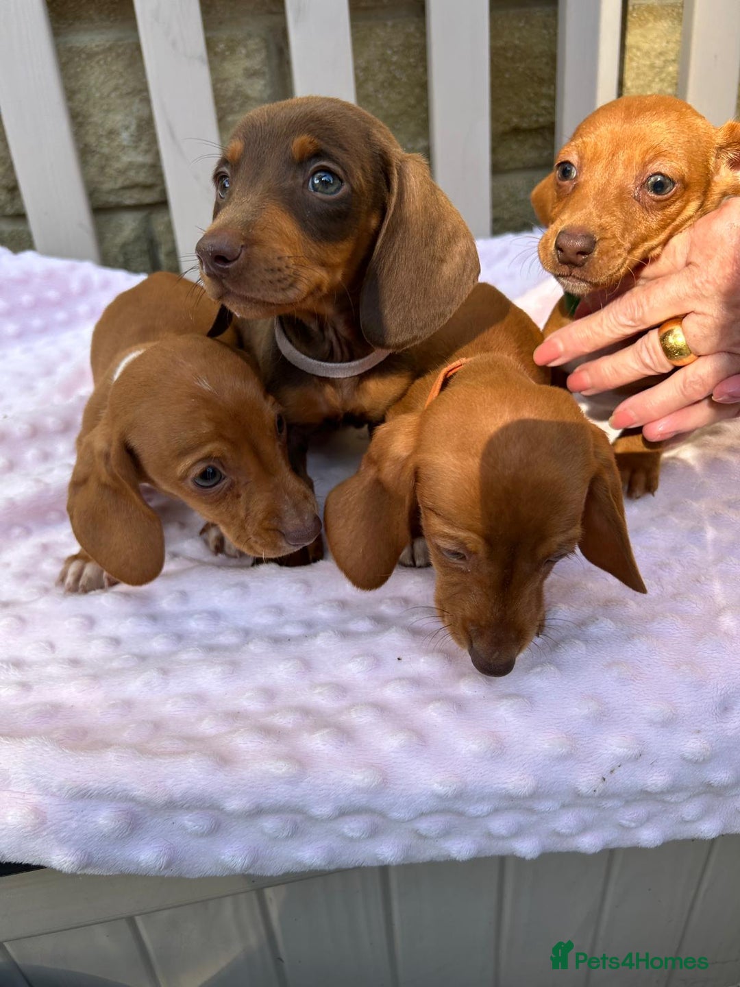 Miniature Dachshund dogs for sale: FOUR MINIATURE DACHSHUNDS PUPPIES FOR SALE - Image 2