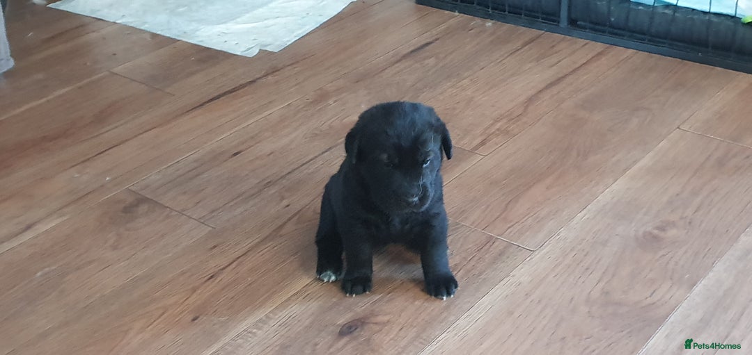 Mixed Breed dogs for sale: 3 beautiful bitches - Image 14