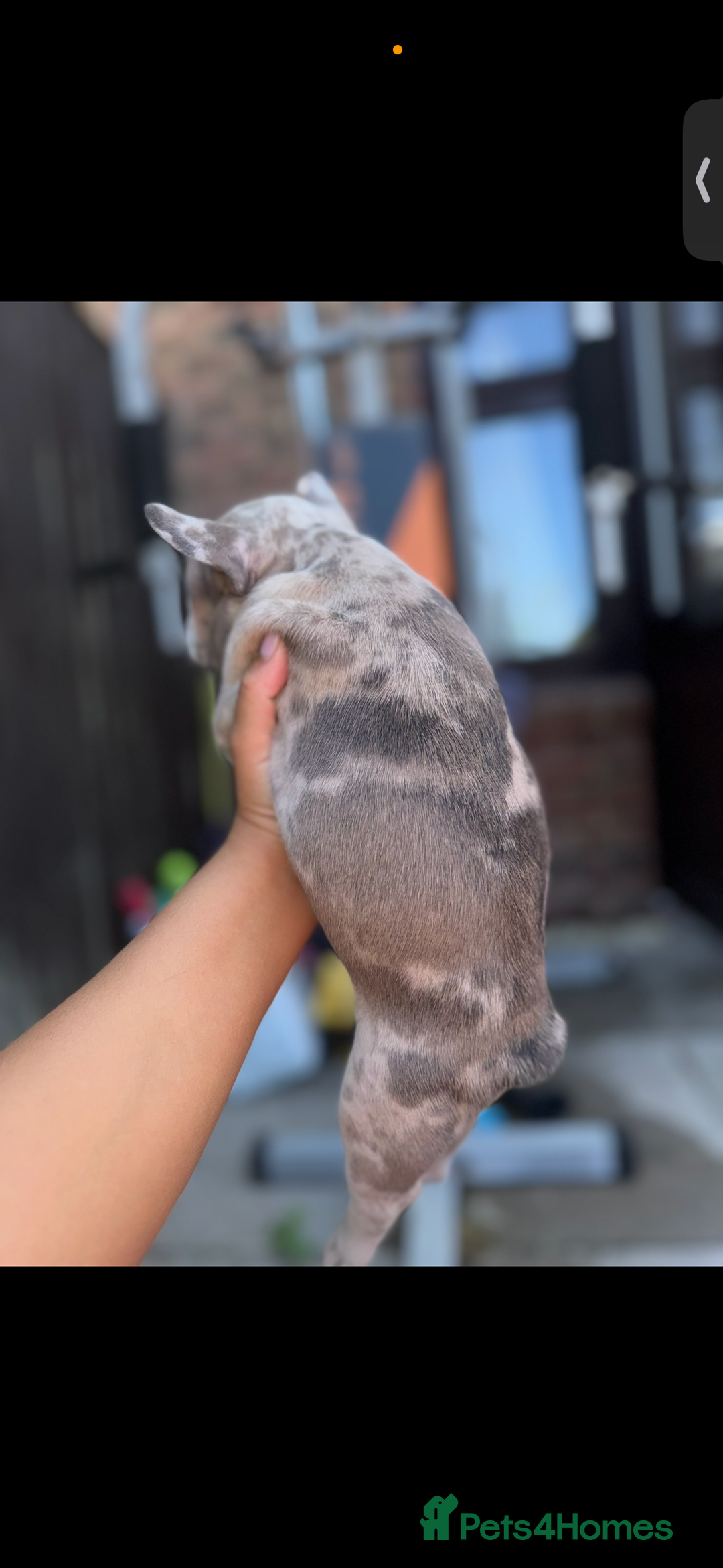 French Bulldog dogs for sale: Merle female French bulldog💗 - Image 2