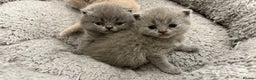 British Shorthair cats for sale: BSH kittens for sale from pedigree parents - Advert 5