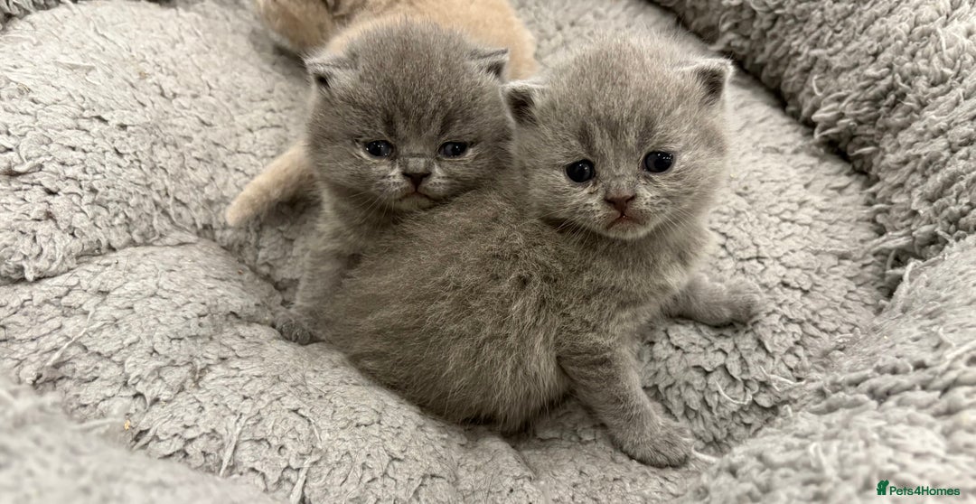 British Shorthair cats for sale: BSH kittens for sale from pedigree parents - Advert 5