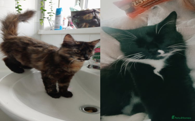 Mixed Breed cats - Advert 5