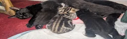 Mixed Breed cats for sale: Kittens for sale  - Advert 3