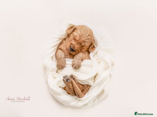 Mini Goldendoodle dogs F1 Mini's via Licensed Breeder & Police K9 Trainer - Advert 2