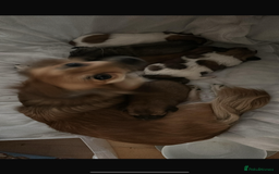 Chihuahua dogs for sale: 5 teacup chihuahua puppies - Image 12