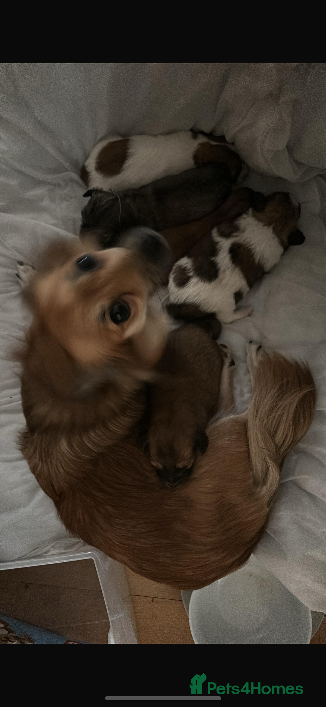 Chihuahua dogs for sale: 5 teacup chihuahua puppies - Image 12