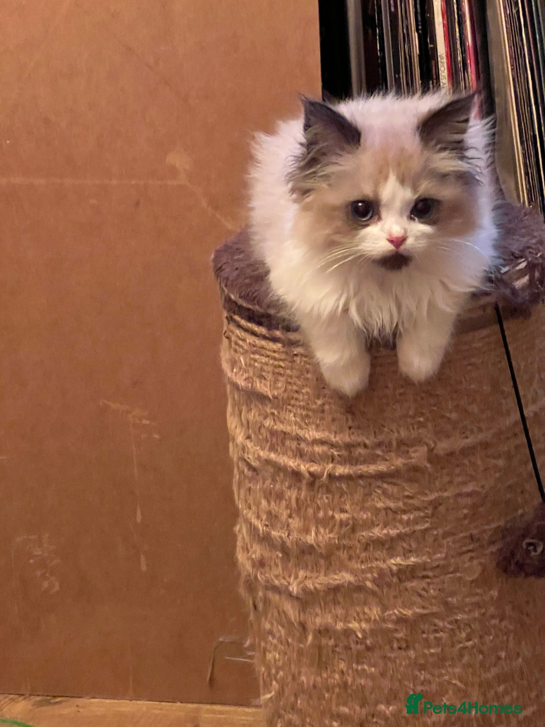 Ragdoll cats for sale: Beautiful Ragdoll kittens  - Image 9