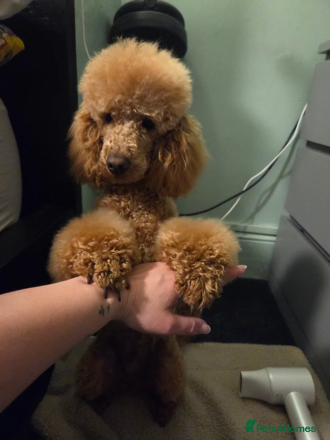 Miniature Poodle dogs for sale: 9 month old minature poodle for rehoming  - Advert 3