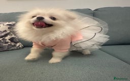 Pomeranian dogs for sale: Pomeranian girl - Image 5