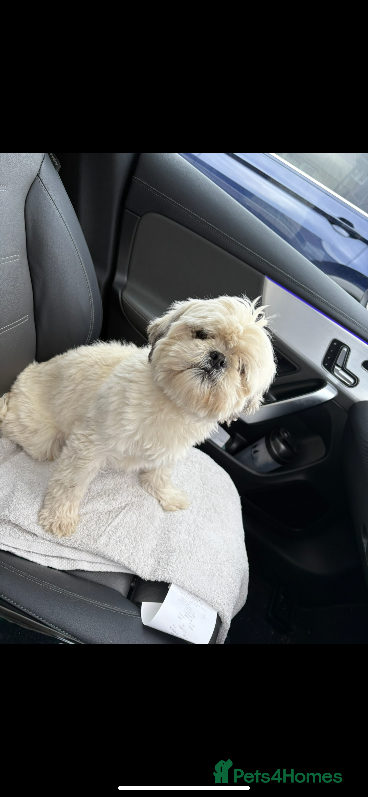 Shih Tzu dogs White imperial shih tzu - Advert 1