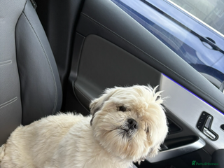 Shih Tzu dogs White imperial shih tzu - Advert 4