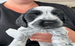 Cocker Spaniel dogs for sale: Beautiful litter of Show Cockers - 5 remaining - Image 2