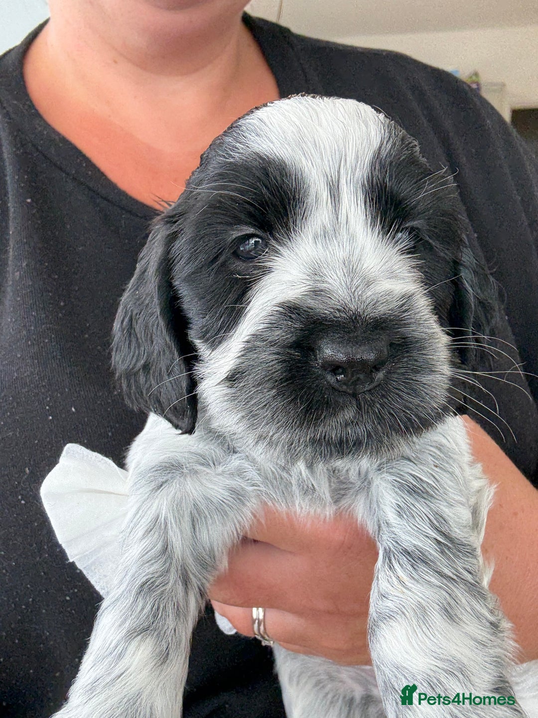 Cocker Spaniel dogs for sale: Beautiful litter of Show Cockers - 5 remaining - Image 2