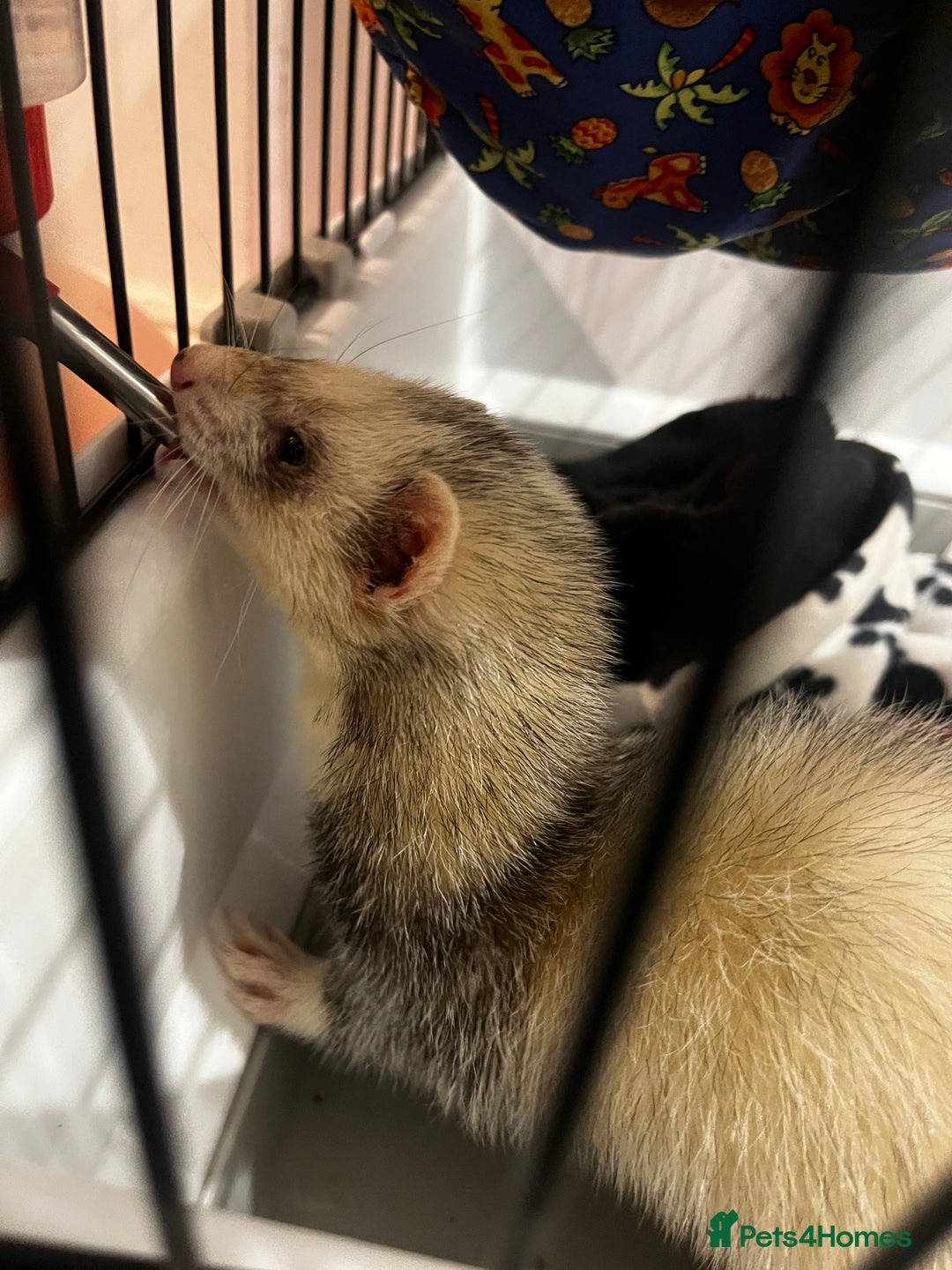 English rabbits for sale: Ferret  - Advert 5