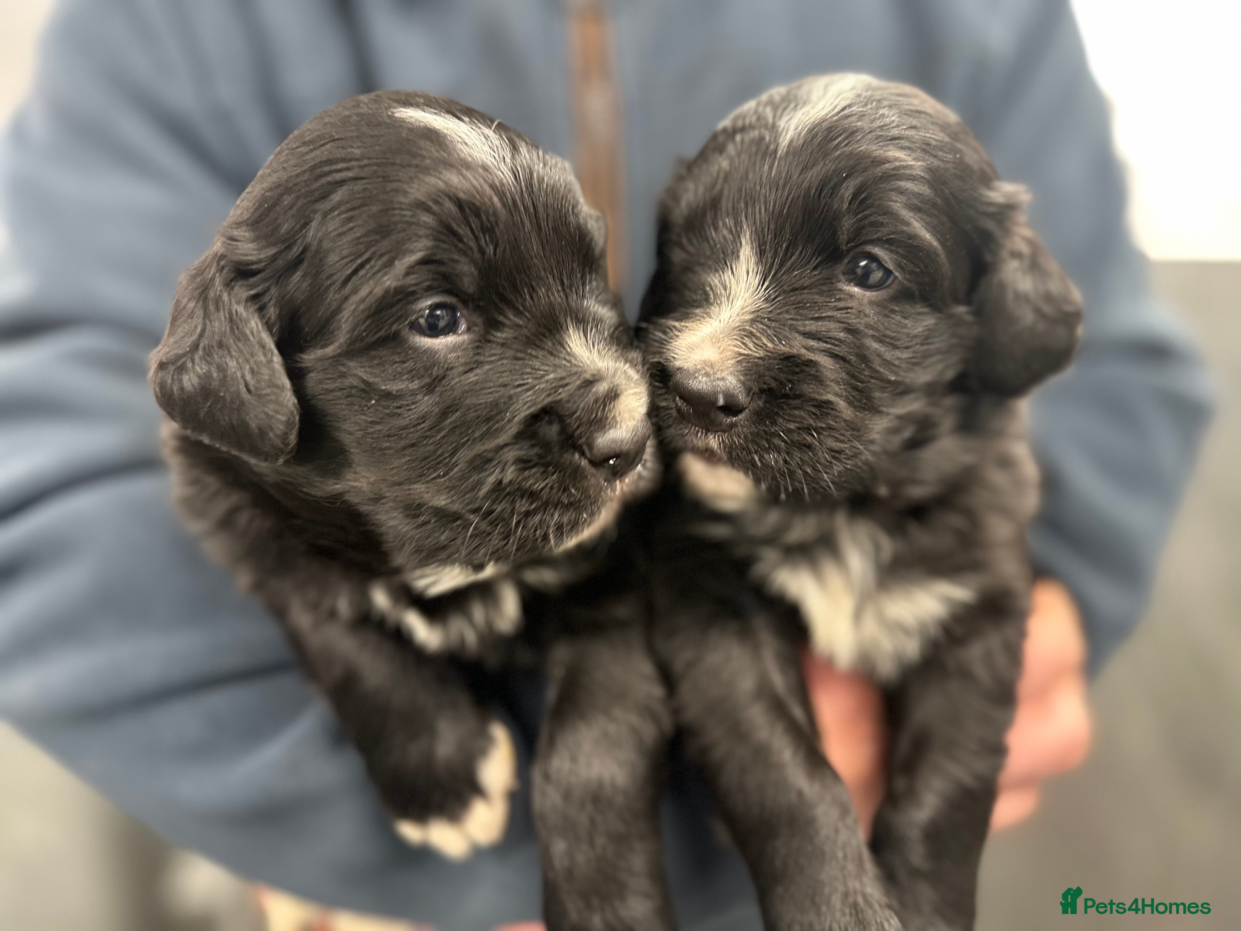 Bernese Mountain Dog dogs Wonderful litter of Golden Mountain Dogs - Advert 4