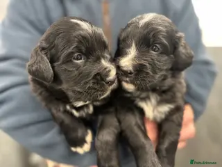 Bernese Mountain Dog dogs Wonderful litter of Golden Mountain Dogs - Advert 4