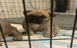 Mixed Breed dogs for sale: Malinos x bull mix  - Image 4