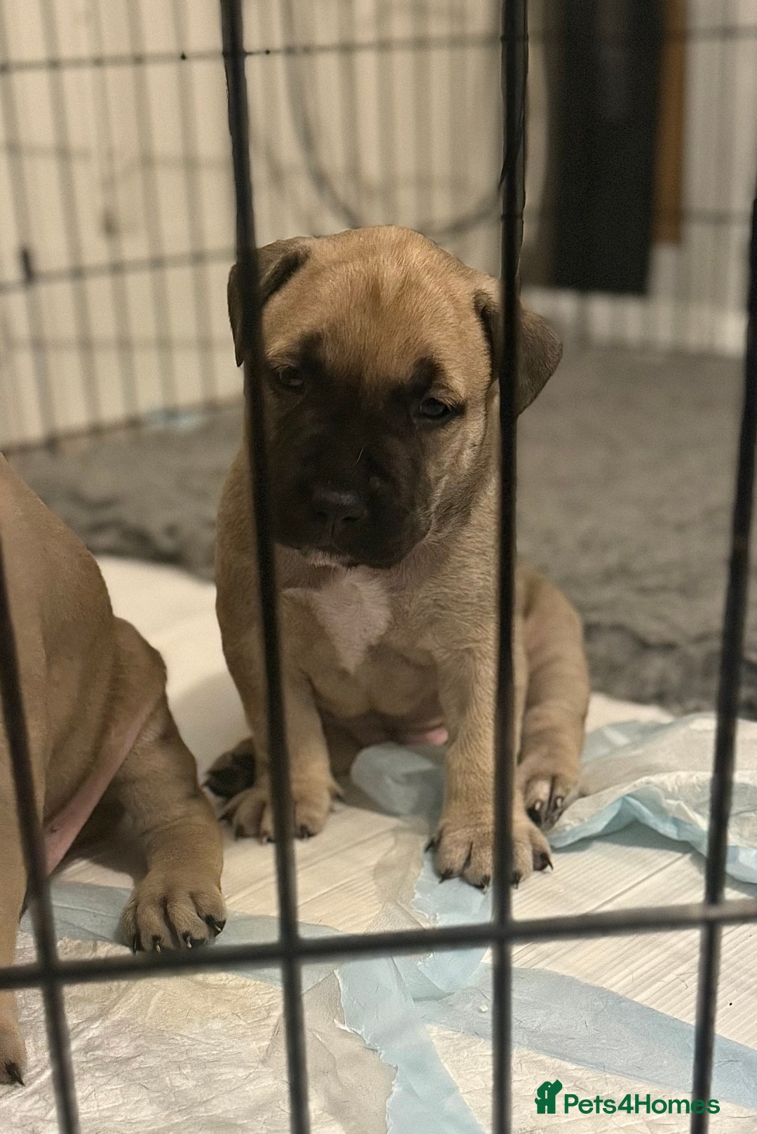 Mixed Breed dogs for sale: Malinos x bull mix  - Image 4