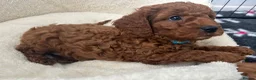 Cavapoo dogs for sale: Outstanding Teddy Bears  - Advert 8